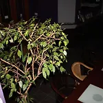 Club